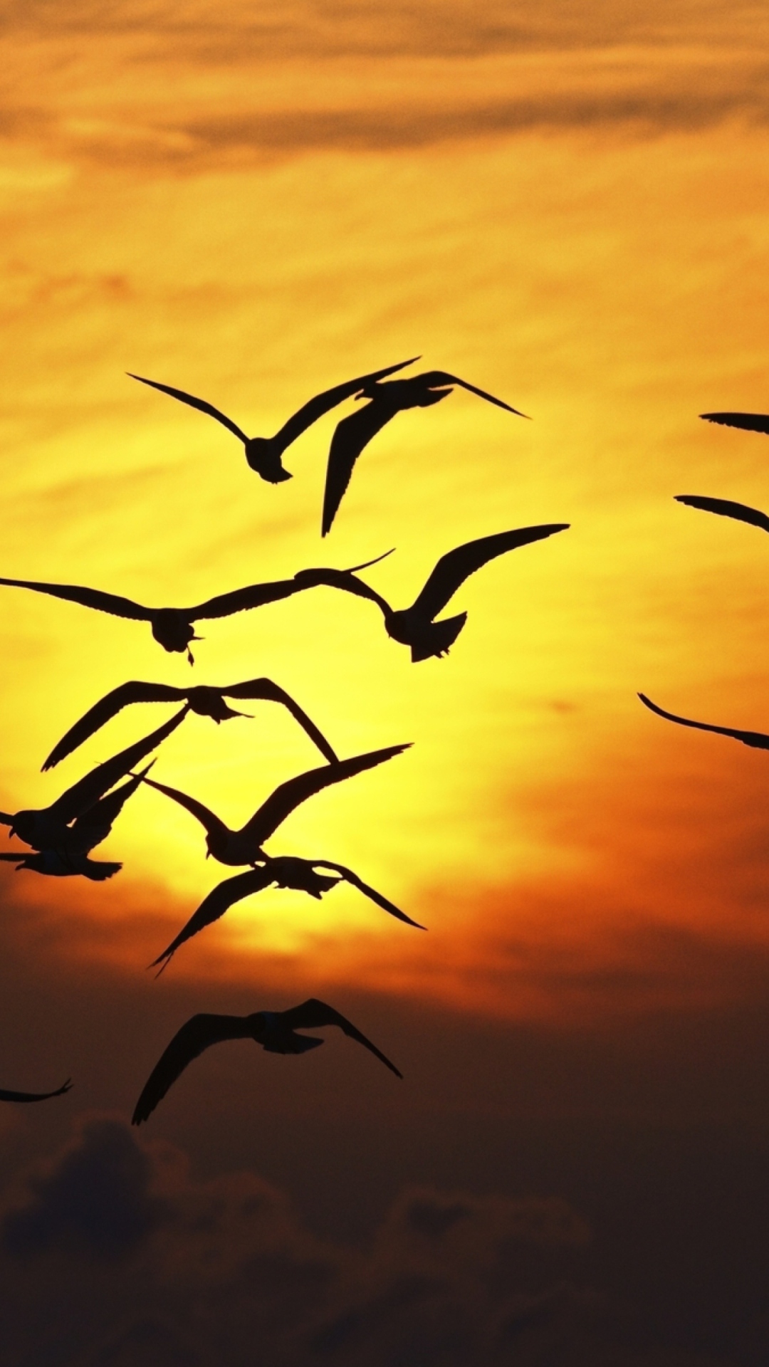 Обои Birds Silhouettes At Sunset 1080x1920