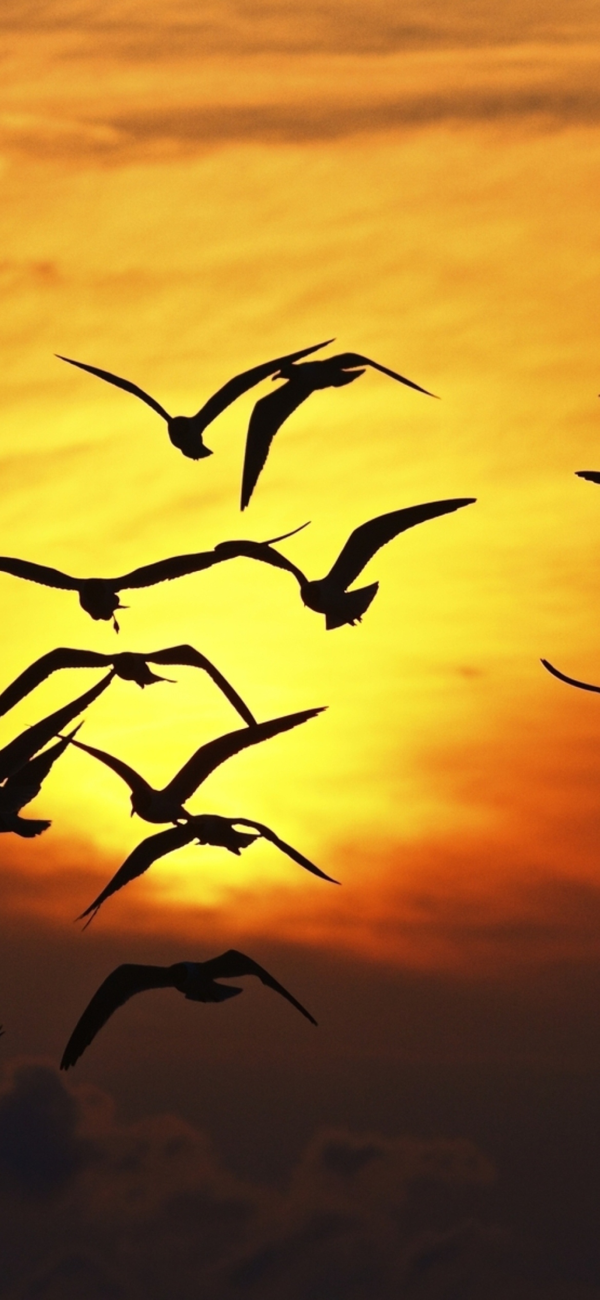 Birds Silhouettes At Sunset wallpaper 1170x2532