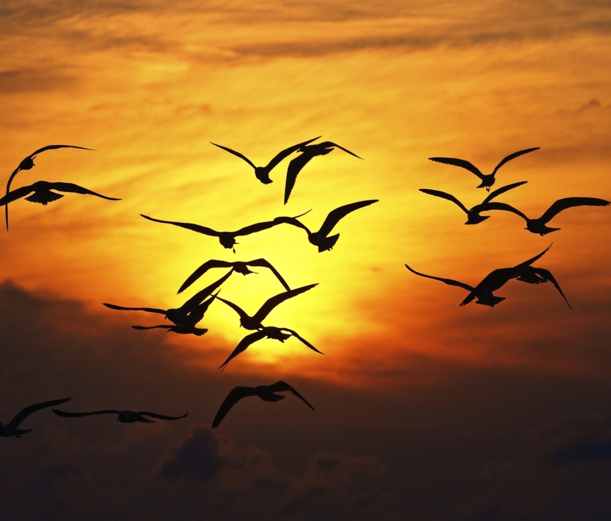 Screenshot №1 pro téma Birds Silhouettes At Sunset 1200x1024