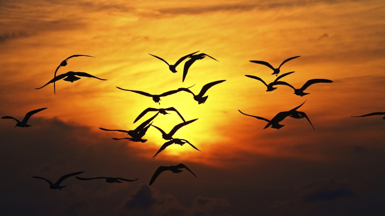 Обои Birds Silhouettes At Sunset 1280x720