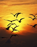 Обои Birds Silhouettes At Sunset 128x160