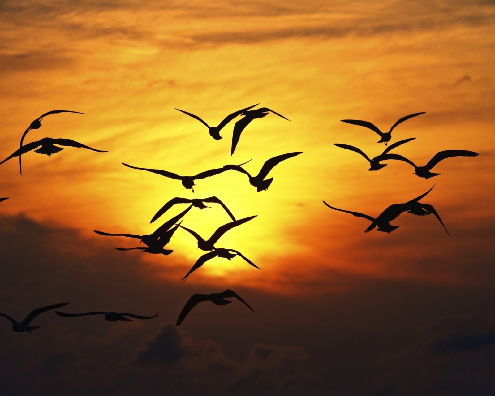 Birds Silhouettes At Sunset screenshot #1 1600x1280