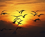 Обои Birds Silhouettes At Sunset 176x144