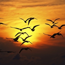 Birds Silhouettes At Sunset screenshot #1 208x208