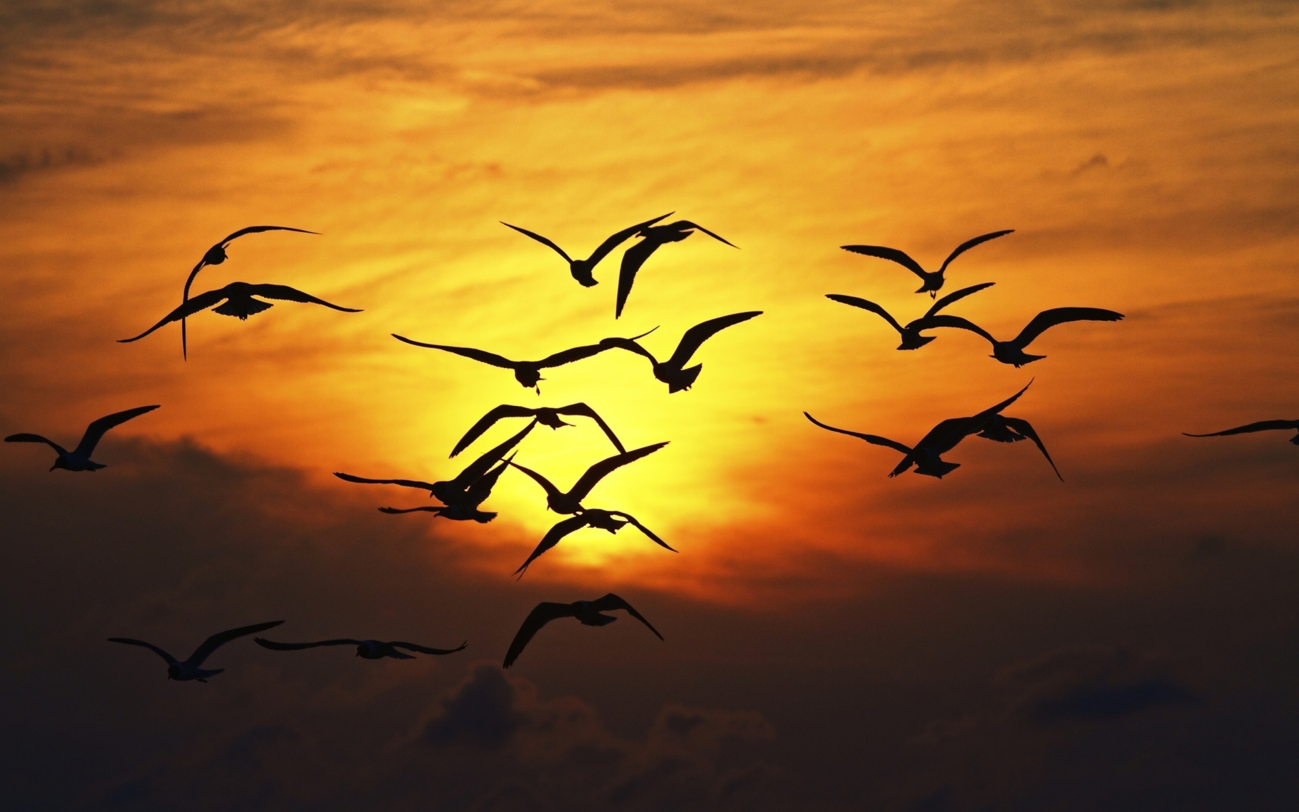 Обои Birds Silhouettes At Sunset 2560x1600