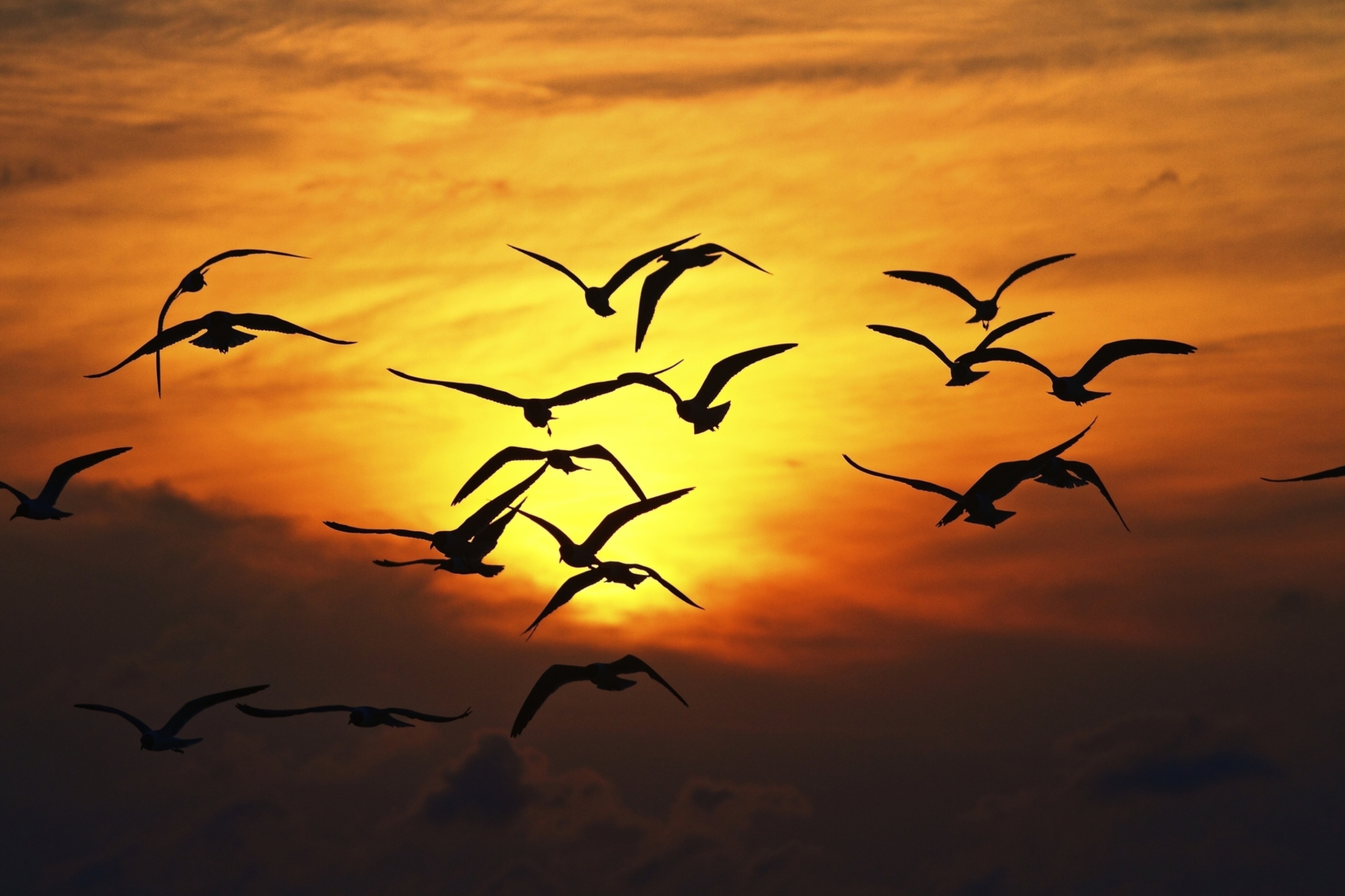 Sfondi Birds Silhouettes At Sunset 2880x1920