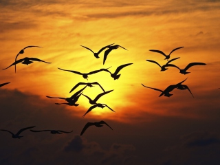 Обои Birds Silhouettes At Sunset 320x240