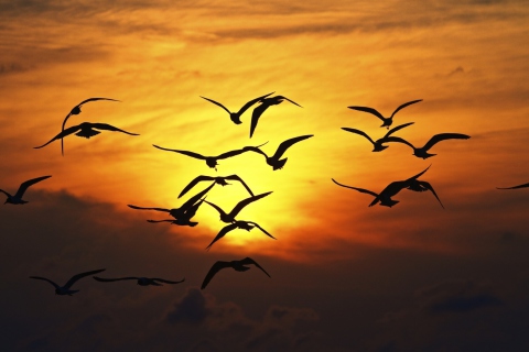 Обои Birds Silhouettes At Sunset 480x320