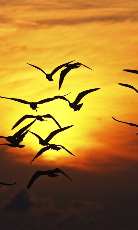 Fondo de pantalla Birds Silhouettes At Sunset 480x800