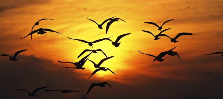 Screenshot №1 pro téma Birds Silhouettes At Sunset 720x320