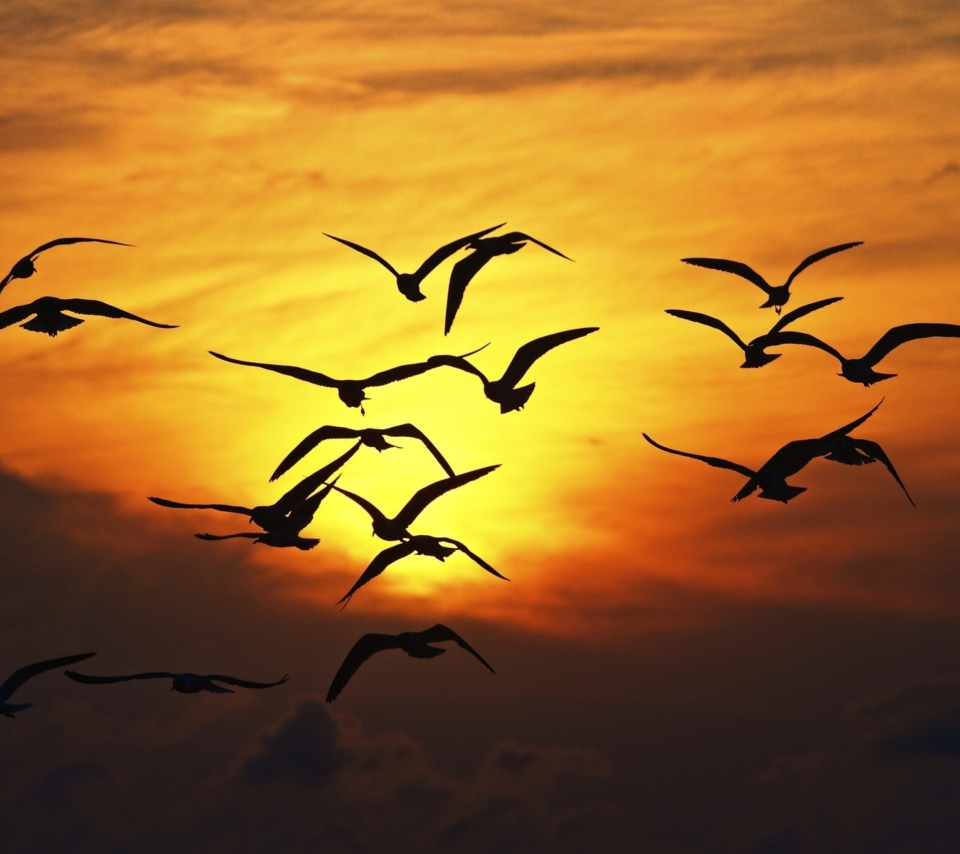 Das Birds Silhouettes At Sunset Wallpaper 960x854