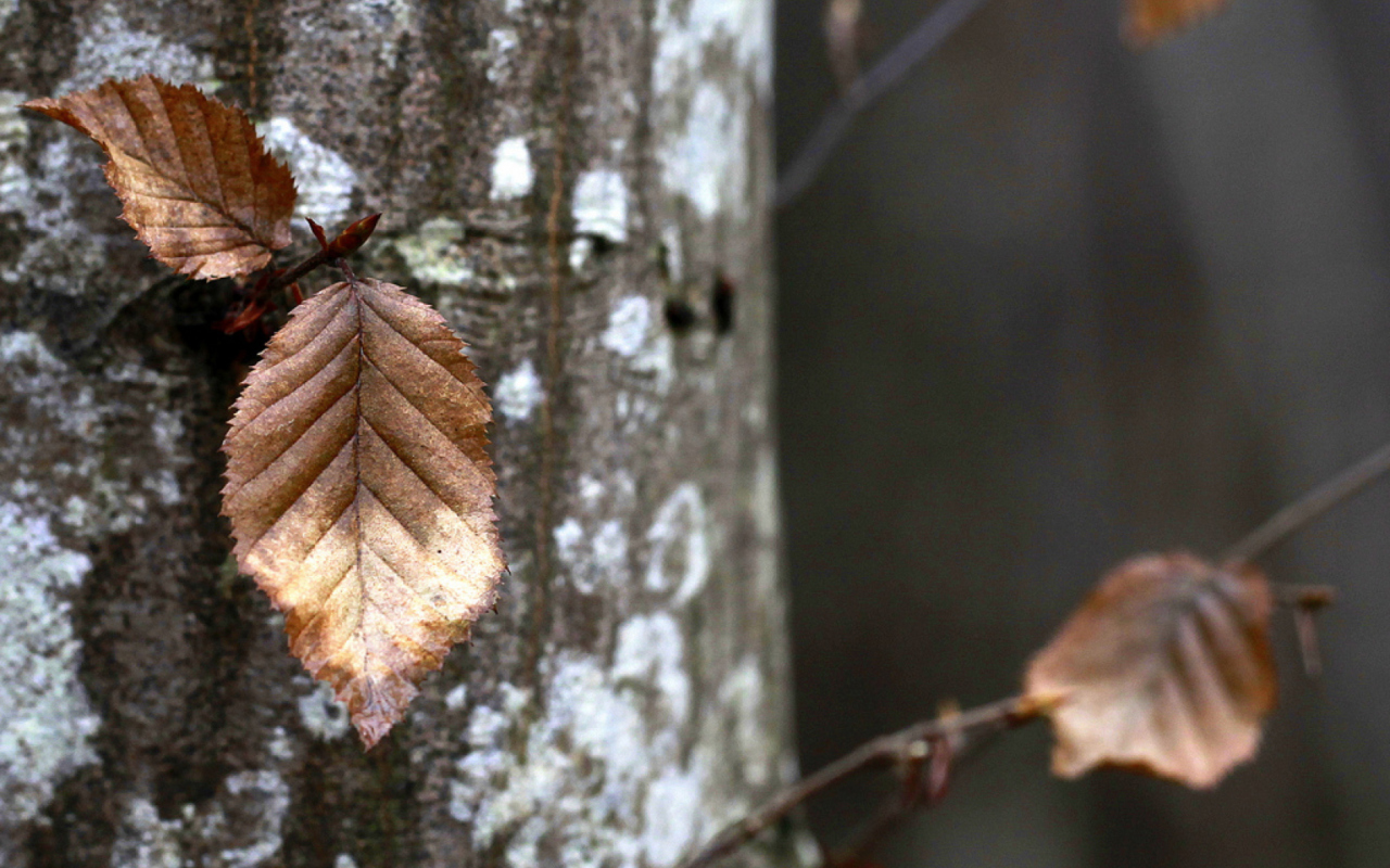 Screenshot №1 pro téma Autumn Leaves 1280x800