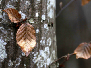 Das Autumn Leaves Wallpaper 320x240