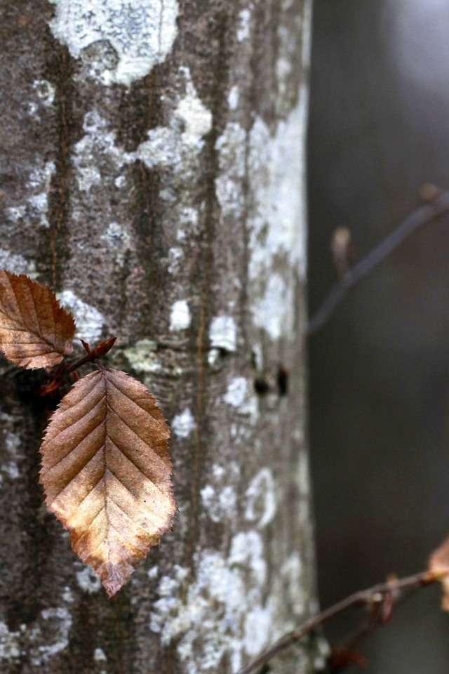 Sfondi Autumn Leaves 640x960