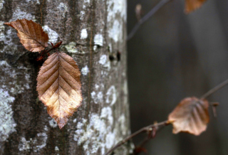 Autumn Leaves sfondi gratuiti per cellulari Android, iPhone, iPad e desktop