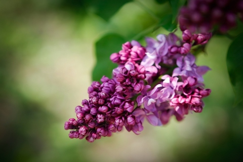 Lilac wallpaper 480x320