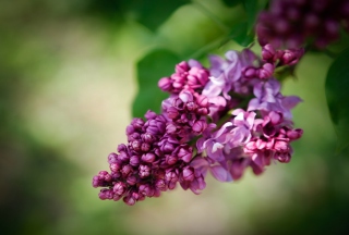 Lilac Picture for Android, iPhone and iPad