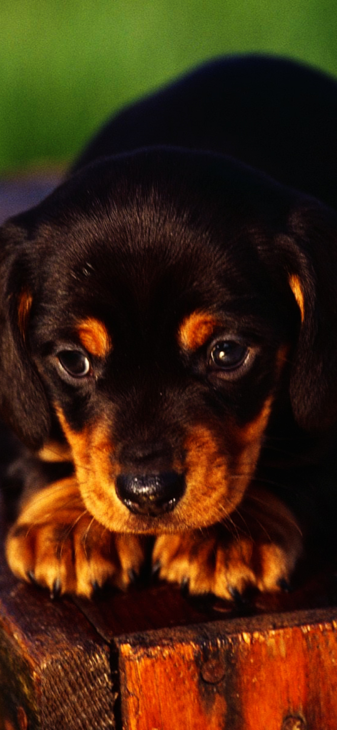 Das Cute Innocent Looking Puppy HD Wallpaper 1170x2532