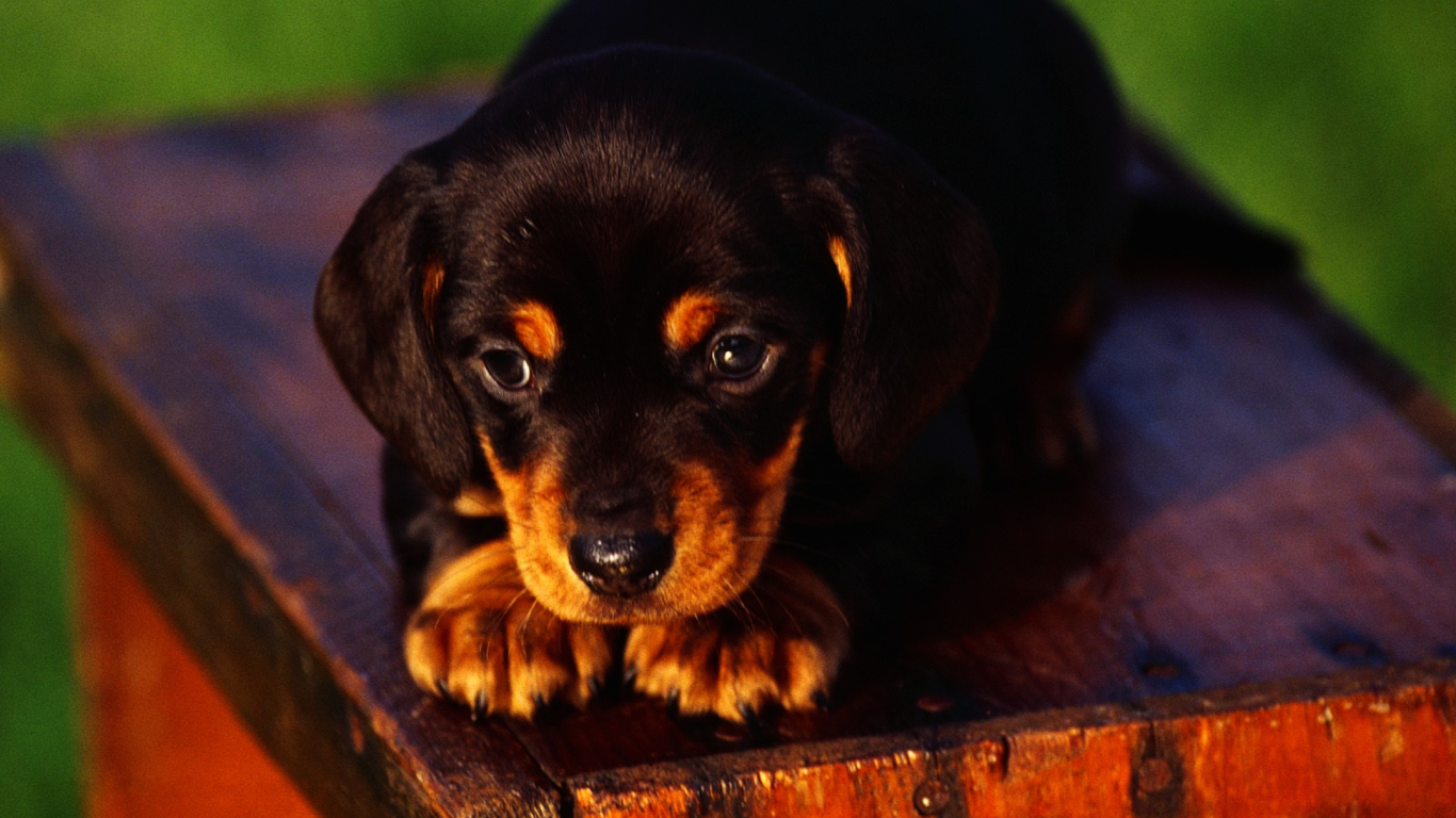 Cute Innocent Looking Puppy HD wallpaper 1366x768