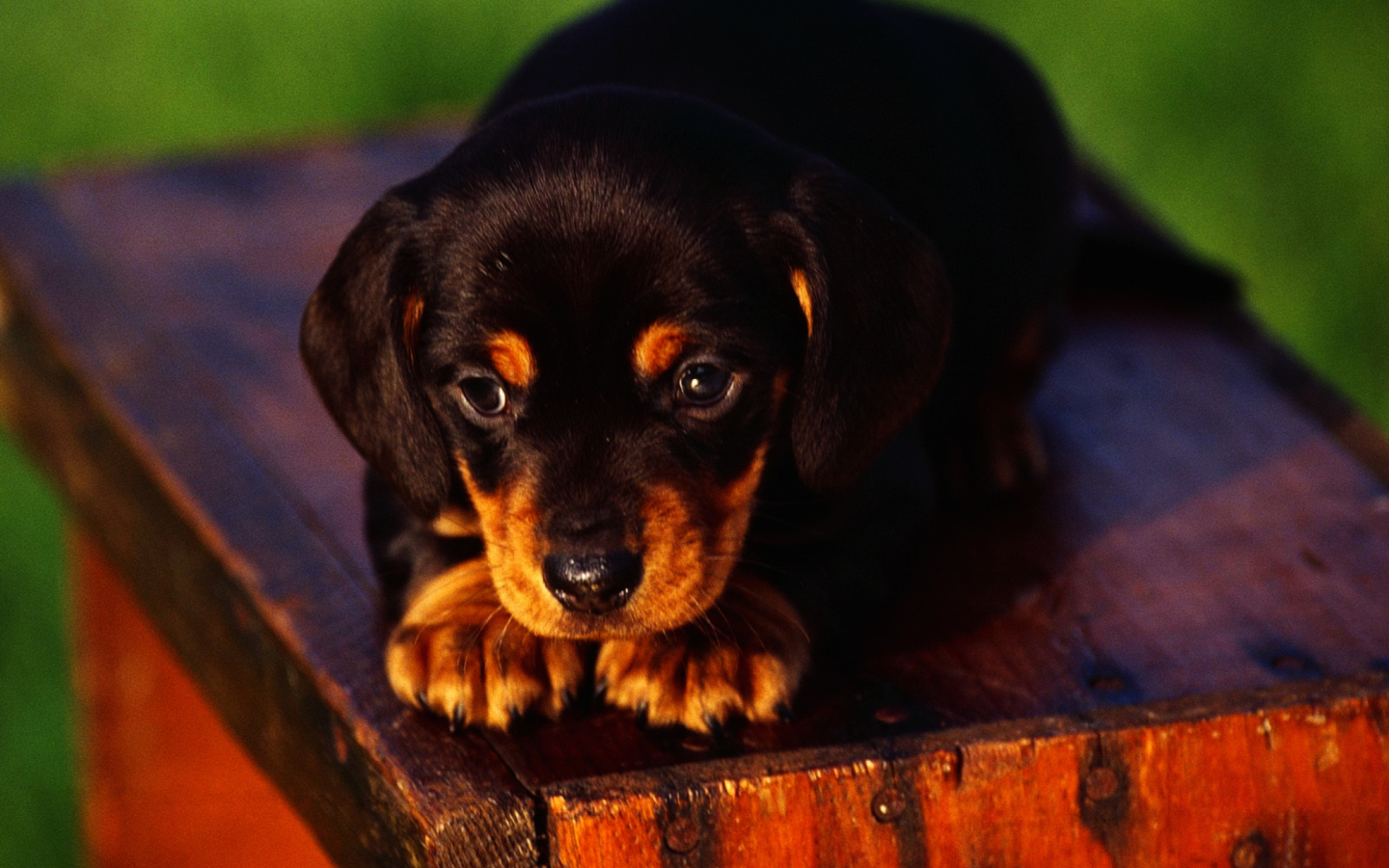 Screenshot №1 pro téma Cute Innocent Looking Puppy HD 1440x900
