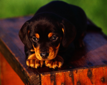 Cute Innocent Looking Puppy HD wallpaper 220x176