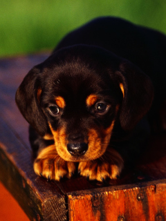 Cute Innocent Looking Puppy HD screenshot #1 240x320