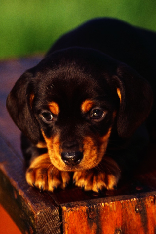 Fondo de pantalla Cute Innocent Looking Puppy HD 320x480