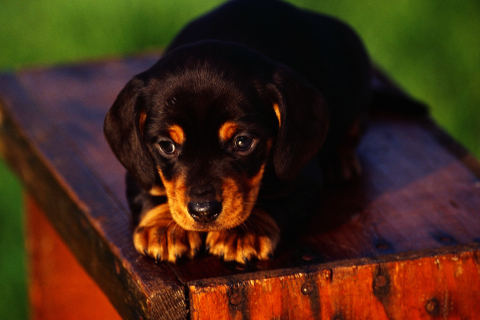 Cute Innocent Looking Puppy HD screenshot #1 480x320