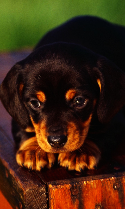 Das Cute Innocent Looking Puppy HD Wallpaper 480x800