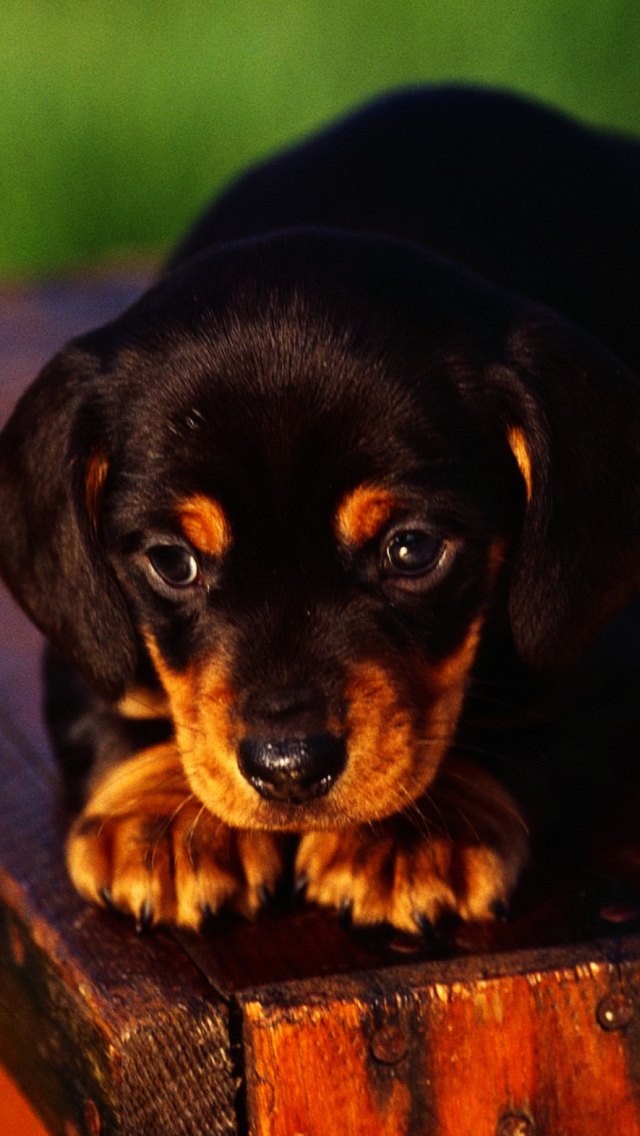 Cute Innocent Looking Puppy HD wallpaper 640x1136