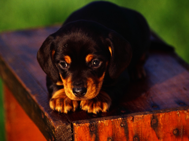 Das Cute Innocent Looking Puppy HD Wallpaper 640x480