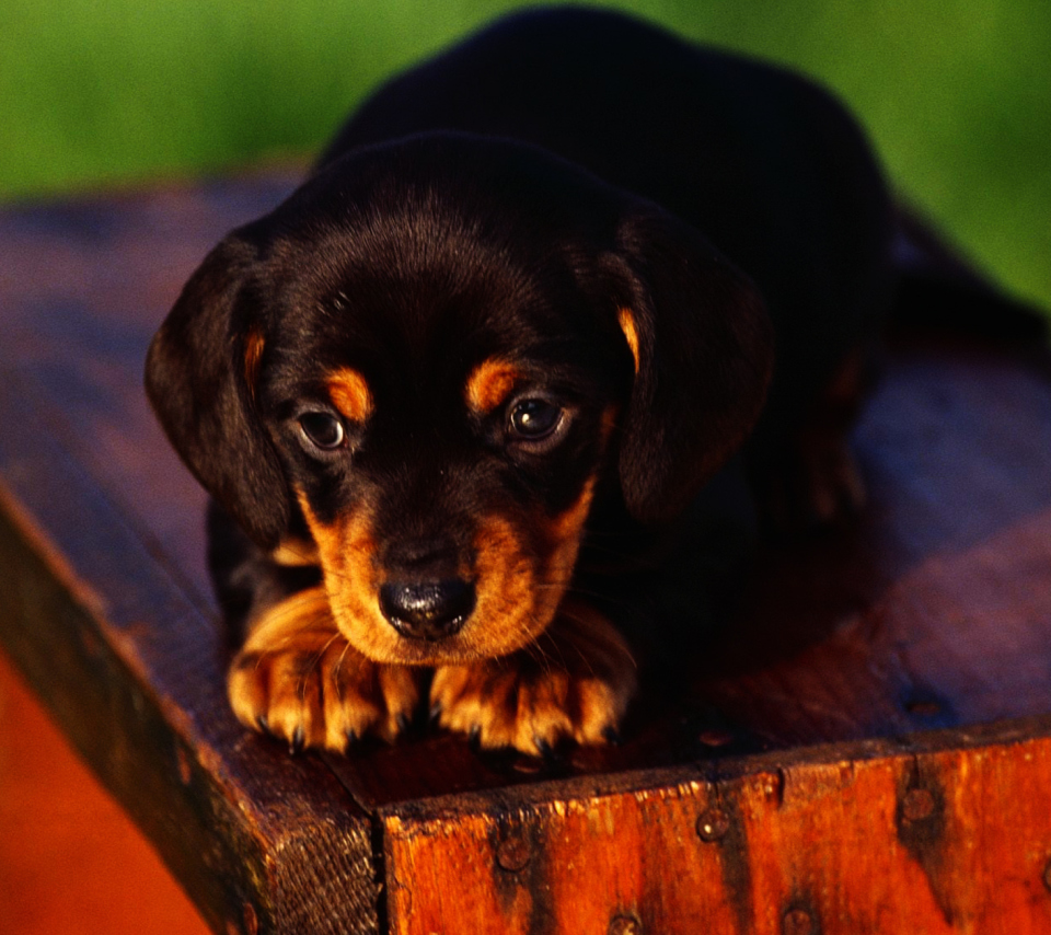 Cute Innocent Looking Puppy HD wallpaper 960x854