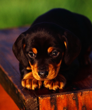 Kostenloses Cute Innocent Looking Puppy HD Wallpaper für 320x480