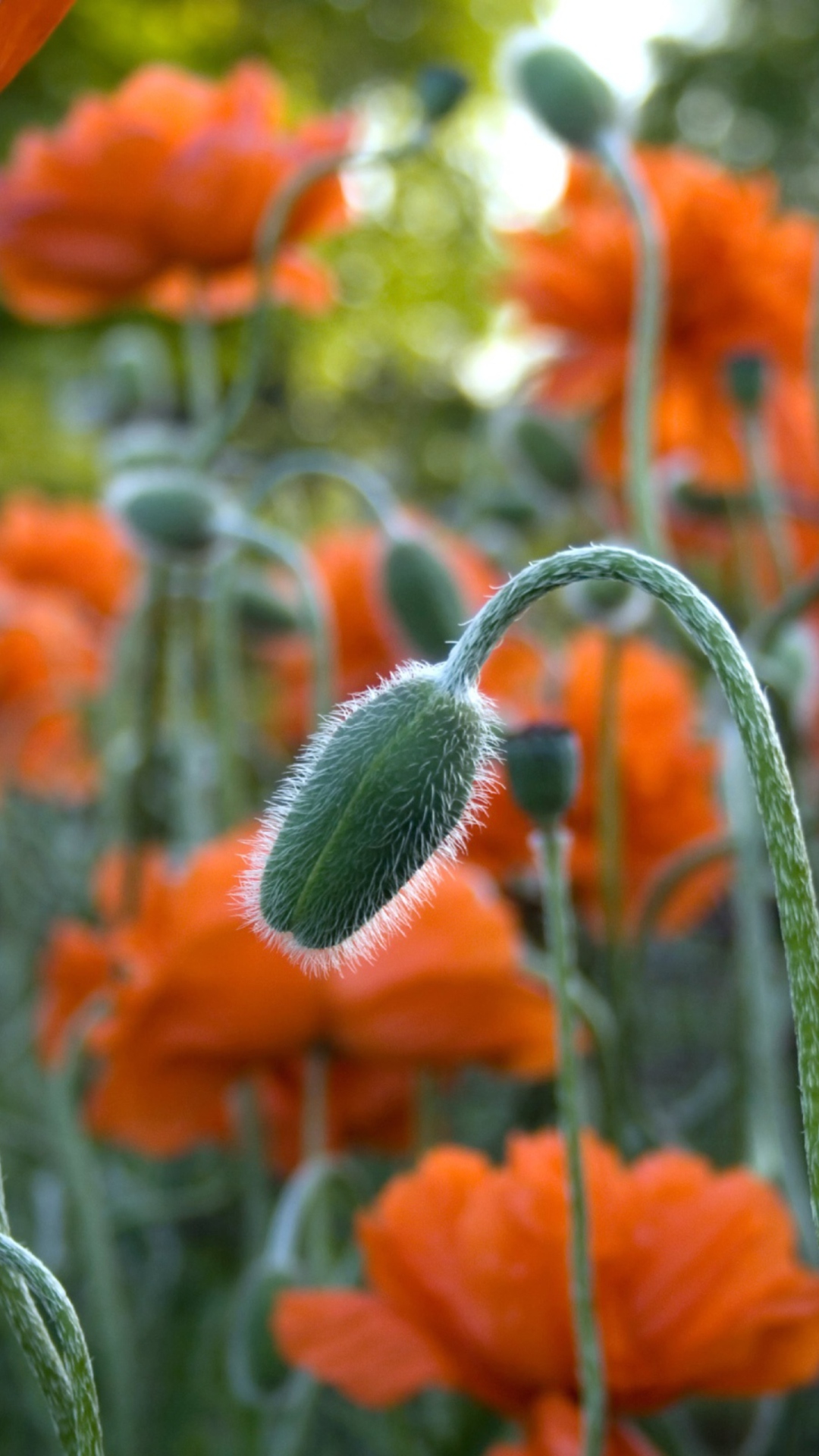 Обои Flowers In The Park 1080x1920