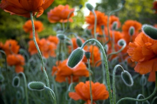 Flowers In The Park papel de parede para celular 