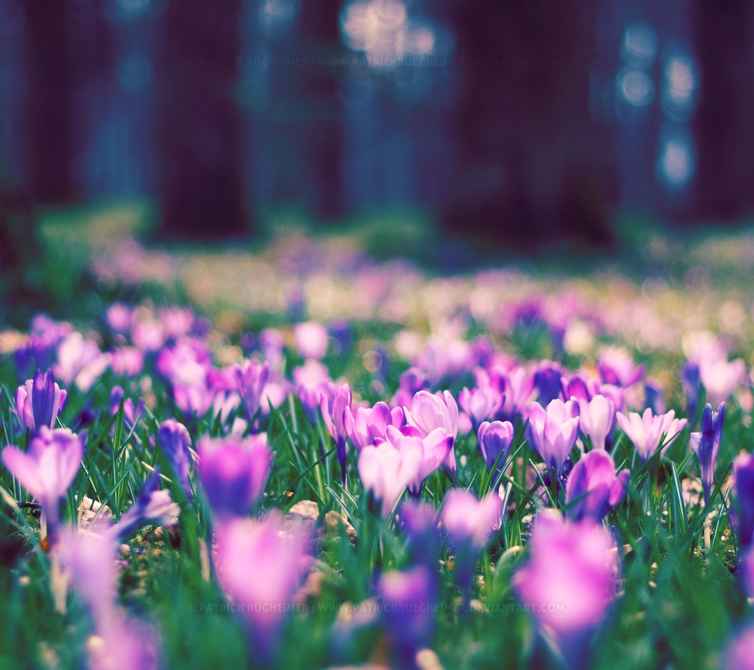 Spring Flower Park screenshot #1 1080x960