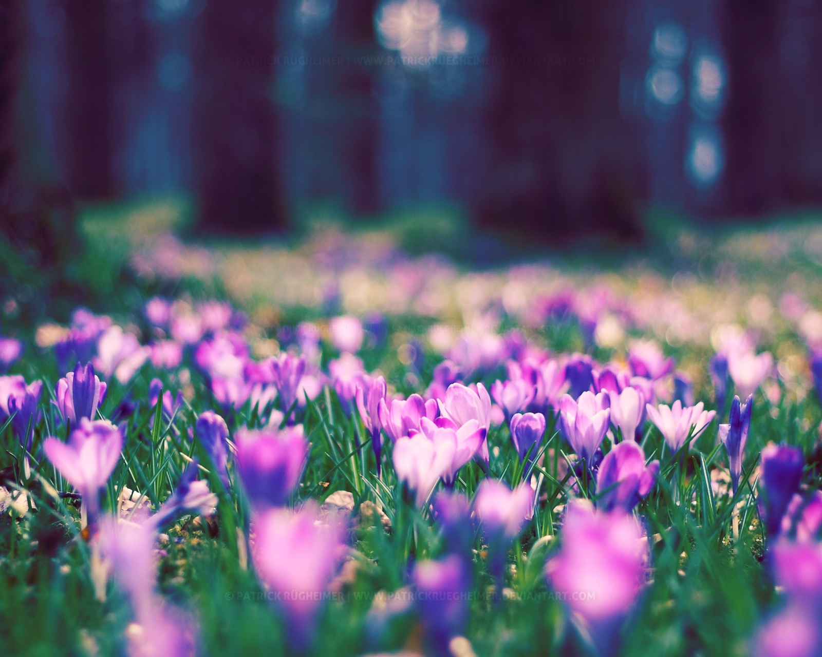 Spring Flower Park screenshot #1 1600x1280