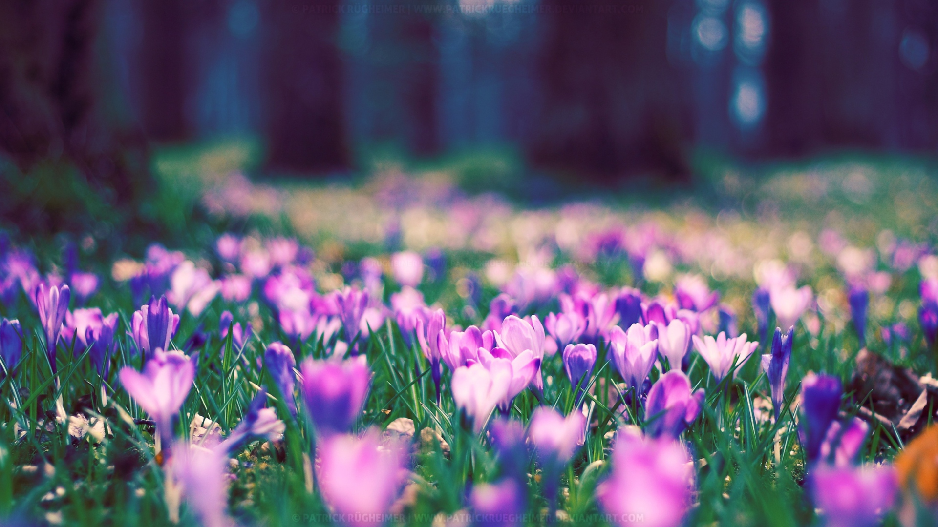 Das Spring Flower Park Wallpaper 1920x1080