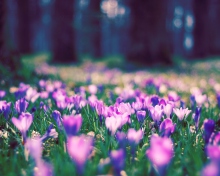 Spring Flower Park screenshot #1 220x176