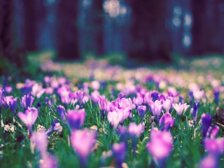 Spring Flower Park screenshot #1 320x240
