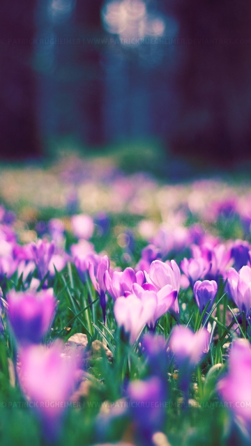Spring Flower Park screenshot #1 360x640
