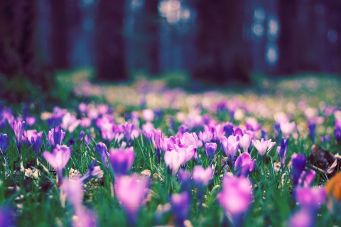 Spring Flower Park wallpaper 480x320