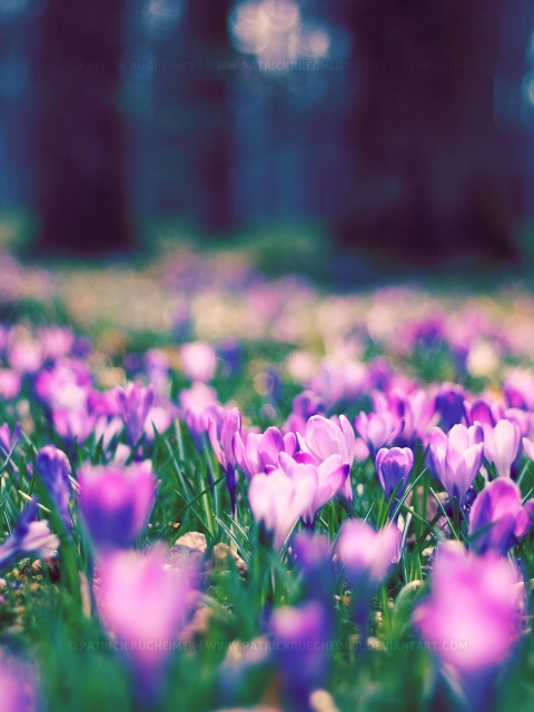 Spring Flower Park screenshot #1 480x640