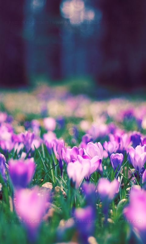 Spring Flower Park screenshot #1 480x800