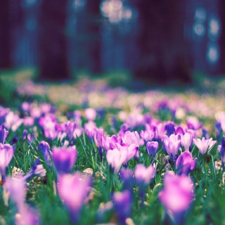 Spring Flower Park sfondi gratuiti per iPad 3