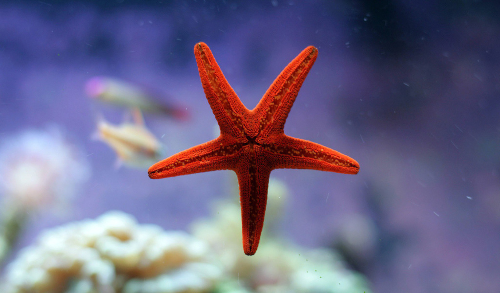 Seastar wallpaper 1024x600