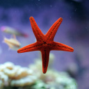 Seastar wallpaper 128x128