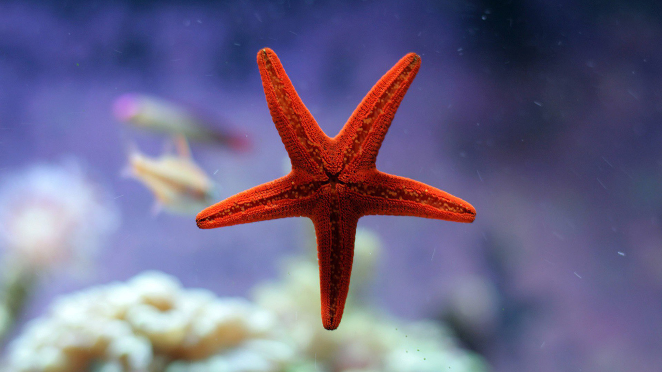 Sfondi Seastar 1366x768