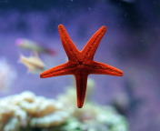 Das Seastar Wallpaper 176x144