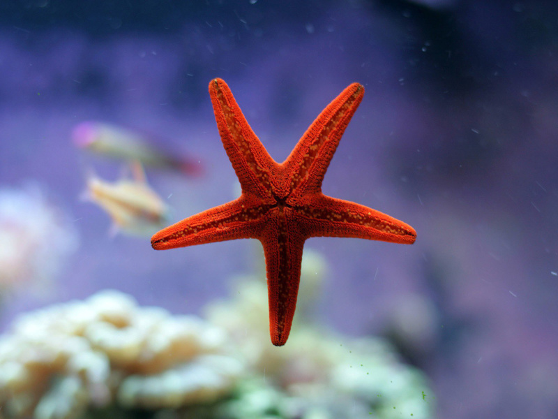 Seastar wallpaper 800x600